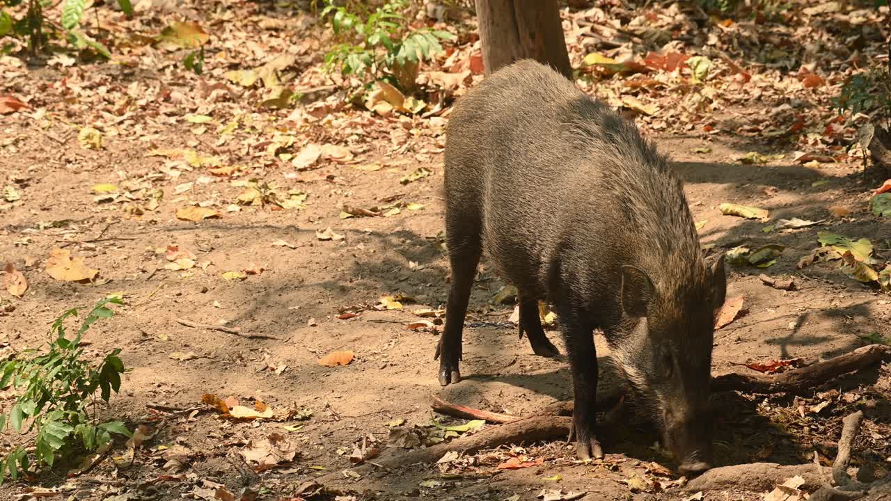 jabalí, sus scrofa, imágenes de 4k, santuario de vida silvestre huai kha kaeng, tailandia