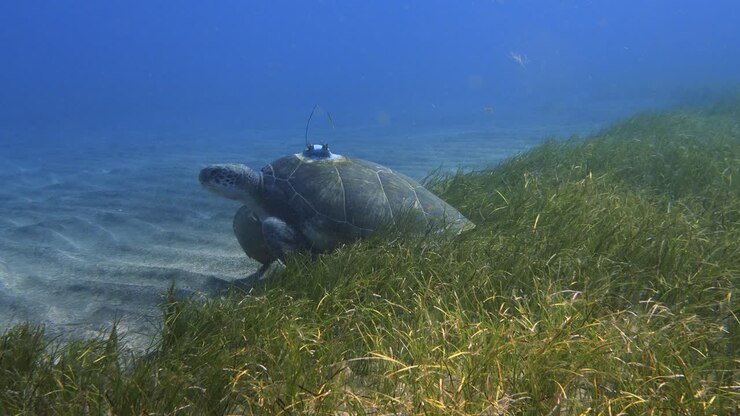 Squatina squatina swimming over a Cymodocea nodosa meadow, revealing a Chelonia mydas with a satellite tag feeding at the edge