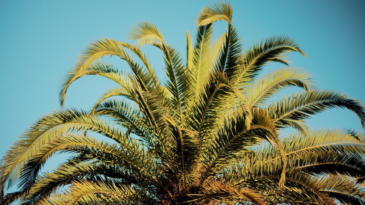 Close ip of fresh green palm leaves swaying gently in daylight