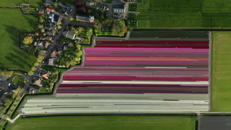 amazing aerial view of beautiful colorful tulip fields in aartswoud, the netherlands