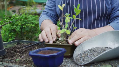 manos de un jardinero caucásico plantando un árbol bonsai en el centro del jardín