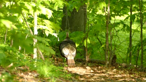 Wilder-Truthahn,-Der-Im-Wald-Spaziert,-Mit-Den-Flügeln-Schlägt-Und-Sich-Umschaut