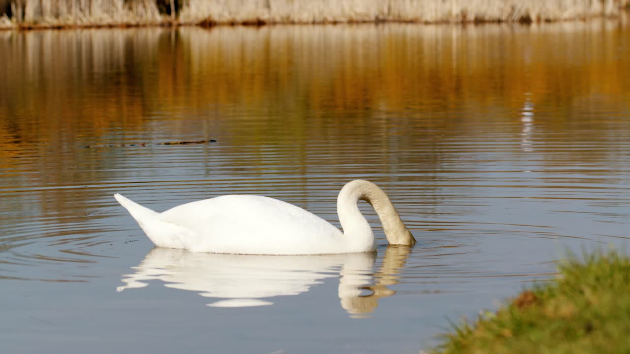cisne nadando en el lago