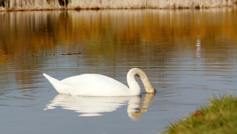 swan swimming in the lake