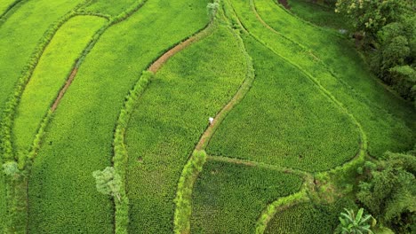 Vista-Aérea-De-Campos-De-Arroz-Verde-En-Lombok-Indonesia