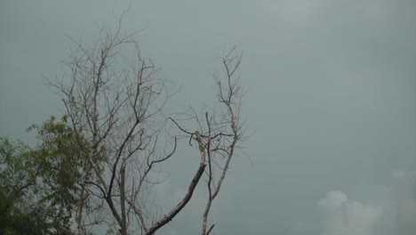 árboles deshojados, tristes y malhumorados en el viento en un día nublado