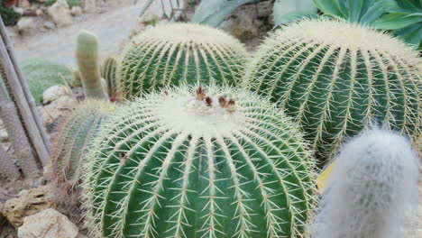 lush cacti in greenhouse