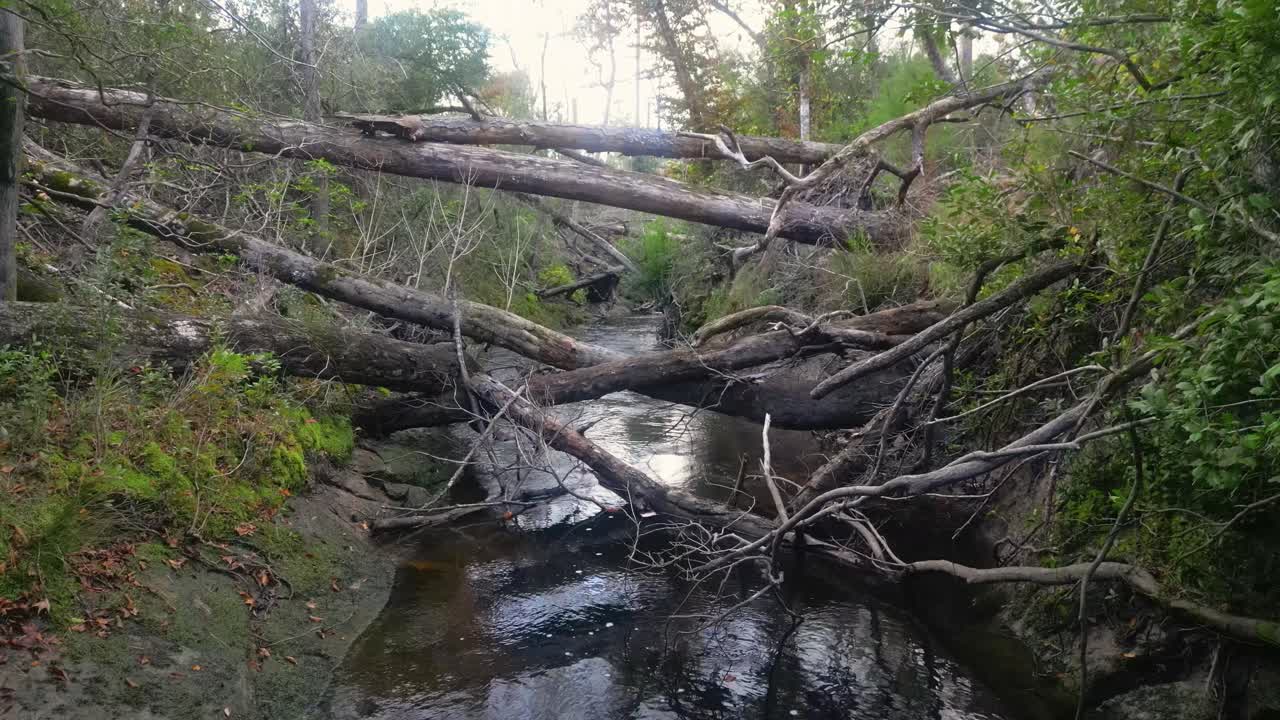 árboles caídos que bloquean el arroyo econfina en florida panhandle