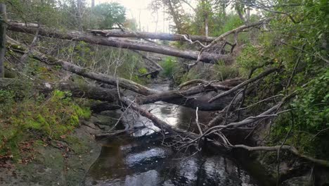 downed trees blocking econfina creek in florida panhandle