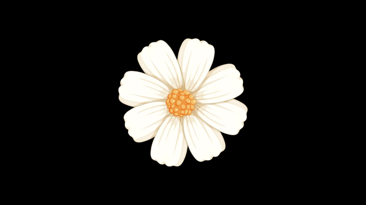 A white cosmos flower blooms and shatters into fragments against changing backgrounds, creating a dynamic visual transition