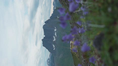 vertical shot of wild flowers and mountains in distance in breitinden, norway