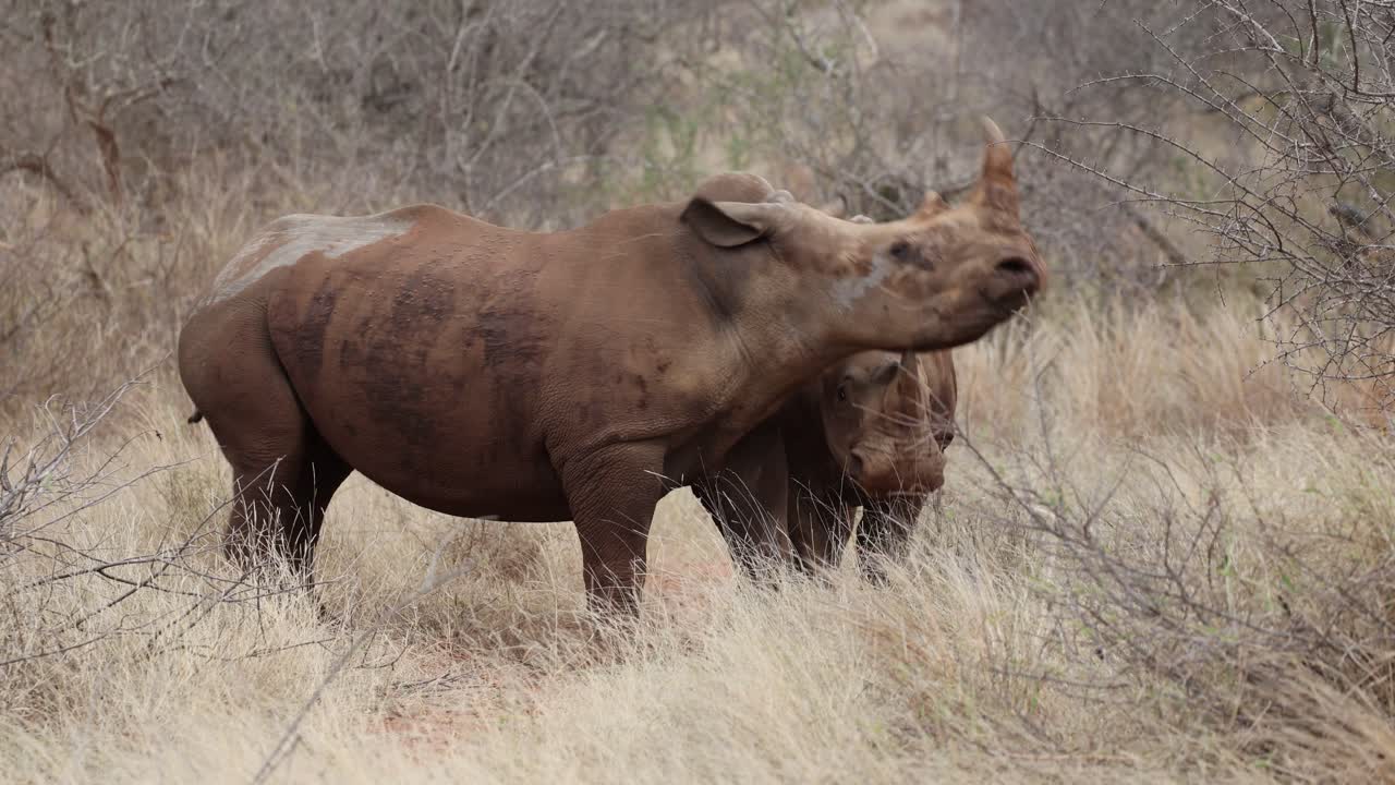 Two white rhino bulls fighting and pushing each other around, Greater Kruger