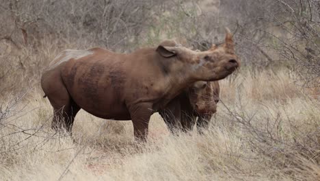 two white rhino bulls fighting and pushing each other around, greater kruger