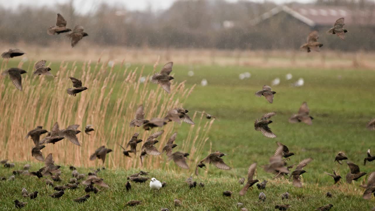 Flying birds in slow motion at a nature reserve near Middelburg, Netherlands
