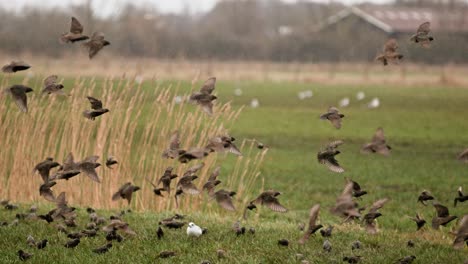 flying birds in slow motion at a nature reserve near middelburg, netherlands