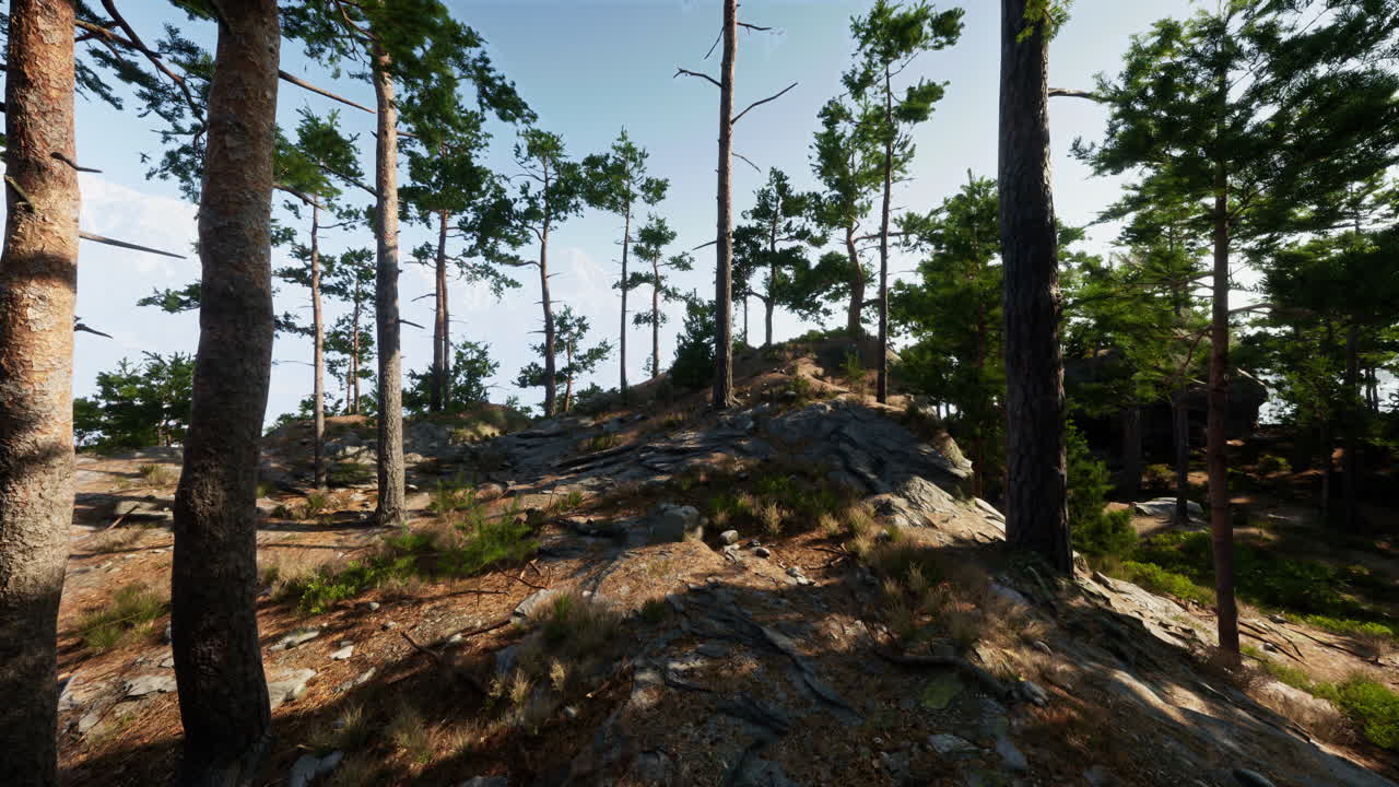 un bosque de pinos pacífico