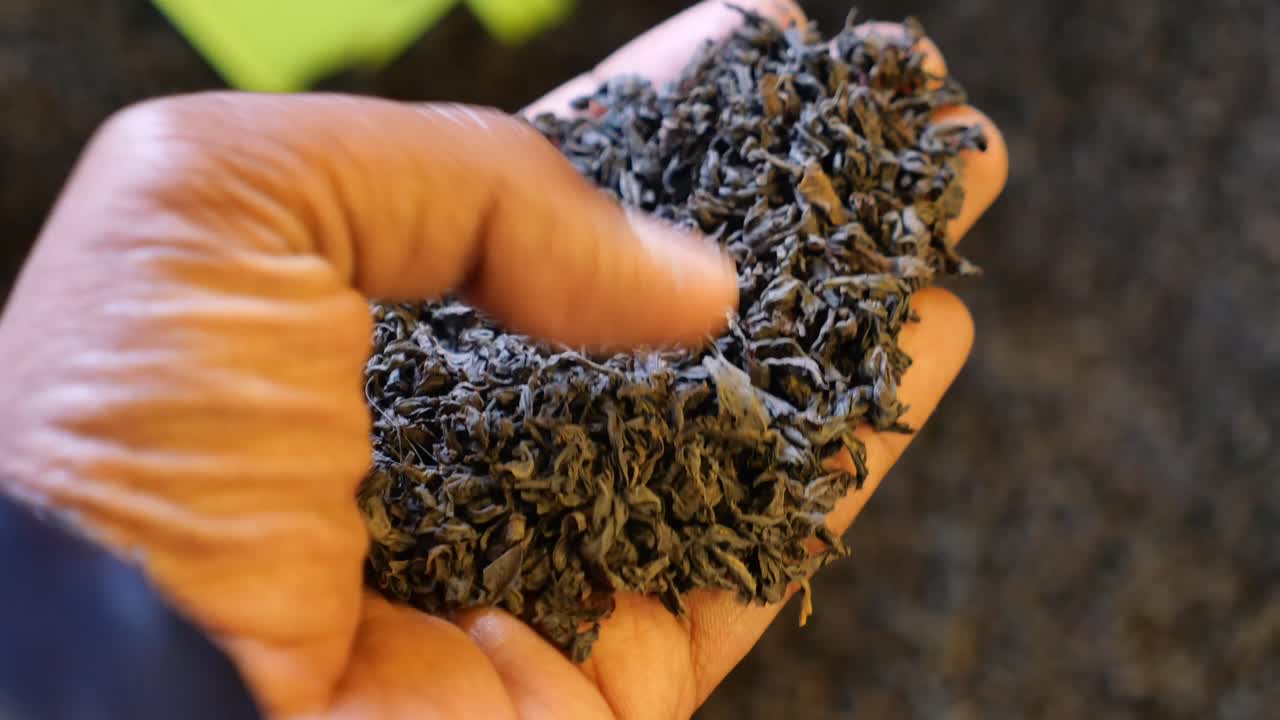 Hand holding dried tea leaves