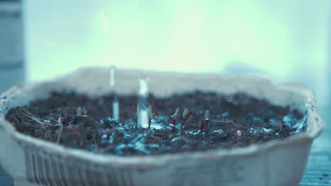 watering sprouting jalapeno chili grown from seed