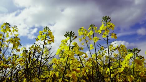 primer plano del cultivo de mostaza