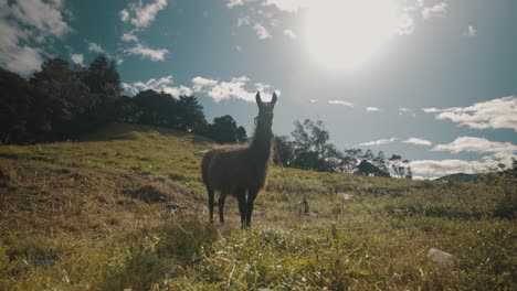 portrait of a peruvian llama on sunny day in andes mountain countryside in south america