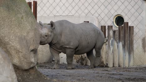 rhino walking inside enclosure past rocks. slow motion