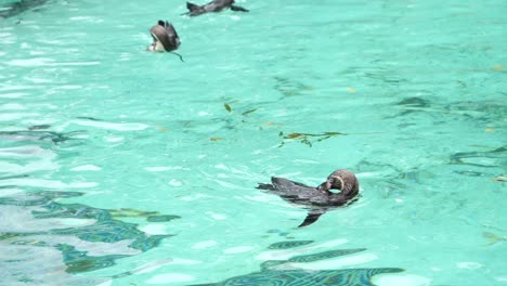 penguin swimming around in water scratching back with beak