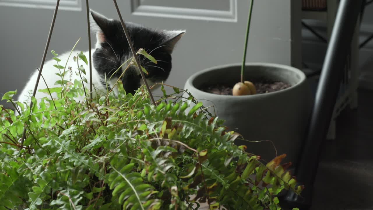 Closeup profile view of black and white cat eating leaves from plant at home during daytime
