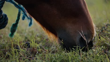 primer plano de un semental de caballo marrón comiendo pasto de hierba verde en el campo