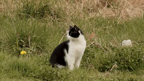 domestic cat sitting on the green grass relaxing