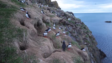 wide shot of a mountain side full with puffins in iceland on a cloudy day