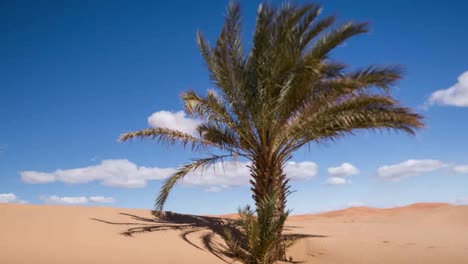 Merzouga-Palm-Shaky-00