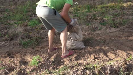 Man-pouring-basket-of-potatoes-in-bag-on-the-field,-harvesting-season