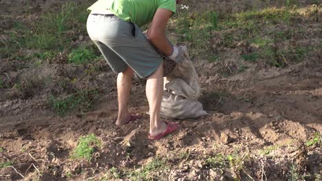 man pouring basket of potatoes in bag on the field, harvesting season