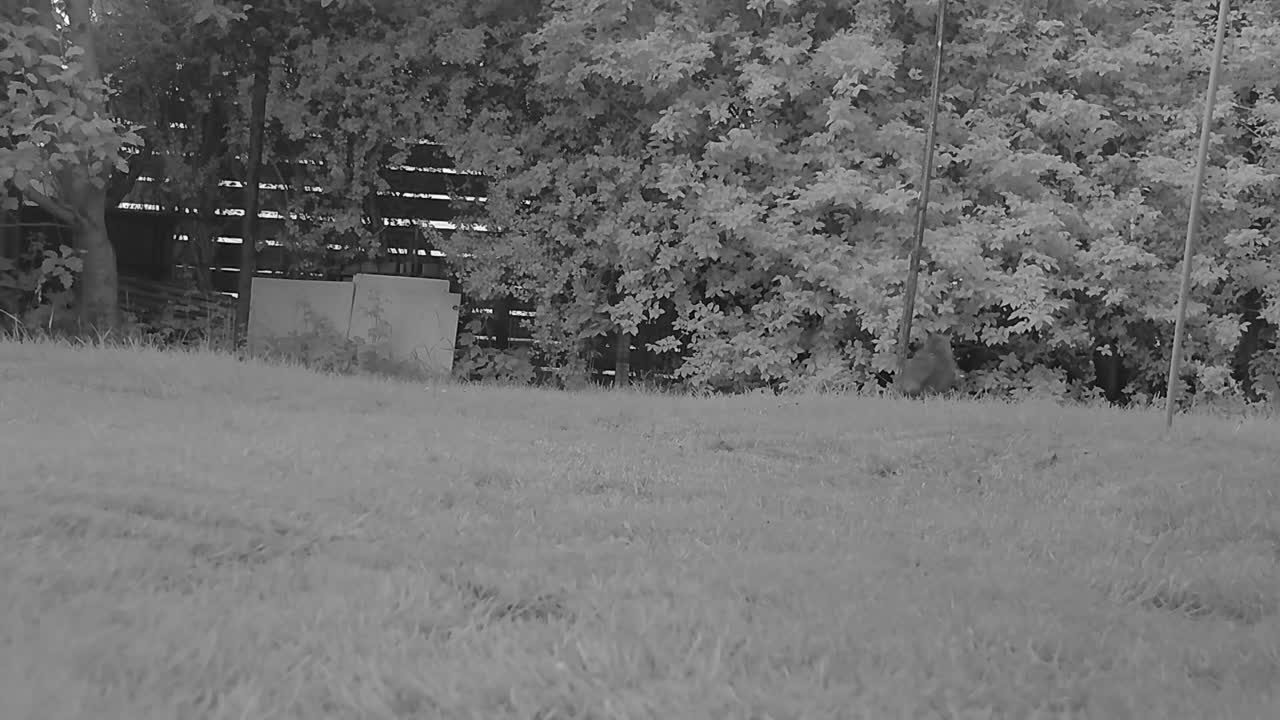 여우가 입에 무언가를 물고 덤불 속으로 뛰어든다