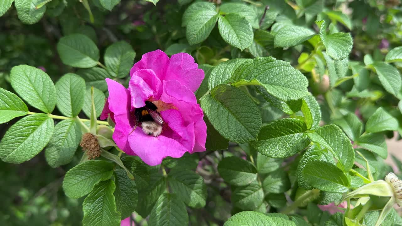 A bumblebee sits in a rosehip flower (4K 60, static)