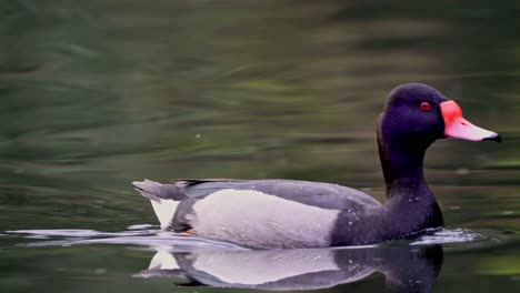 close up shot following a male rosy-billed pochard swimming on the water