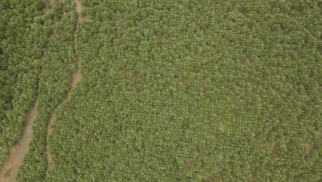 Kilimanjaro-slopes-woodland-forest-aerial-drone-view-above-the-Kenyan-countryside-Birdseye-pull-back