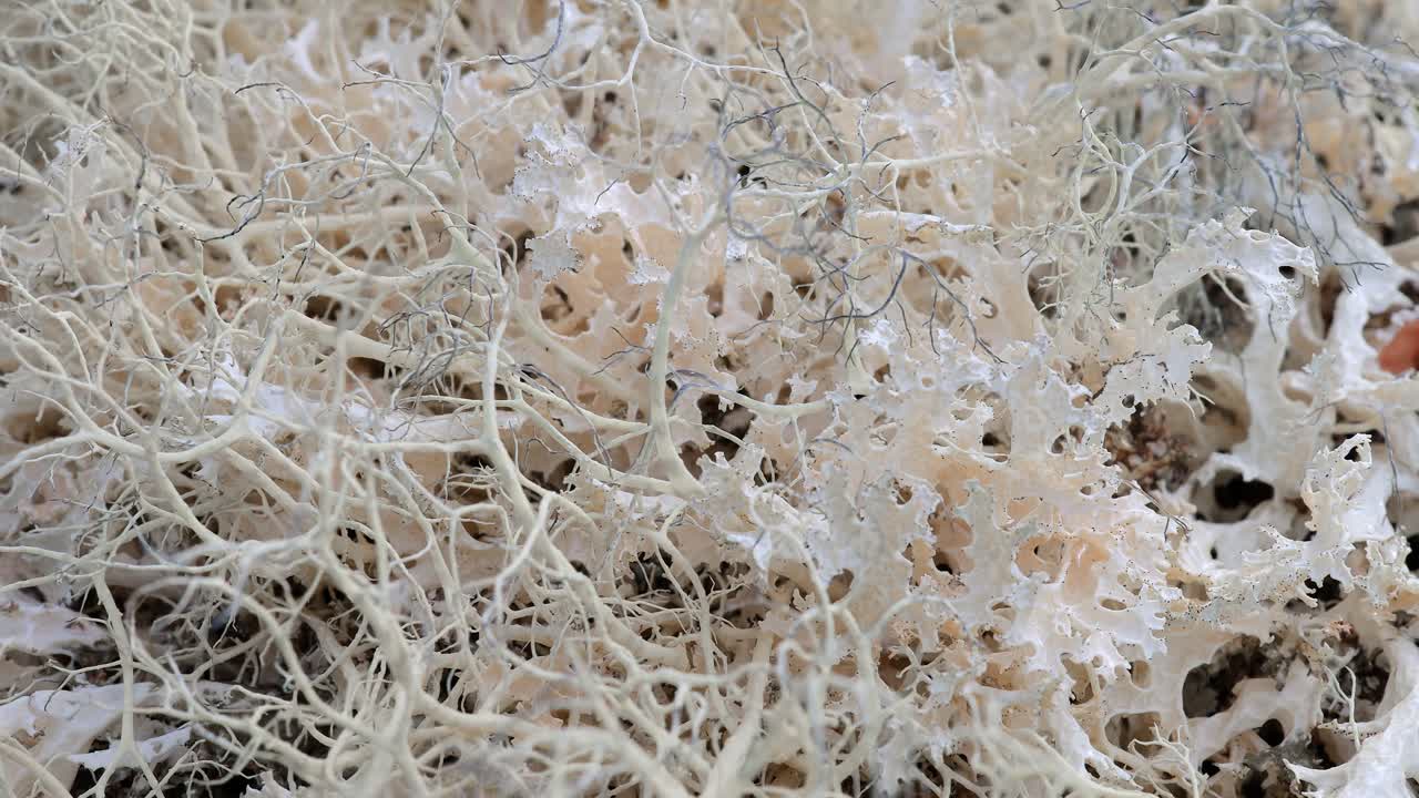 близкий взгляд на лишайник