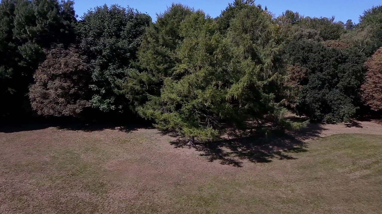 Aerial shot in Addington Park moving left to right with a smooth drone descent. Captures lush, dense tree canopy transitioning into open grassy field under clear blue sky on a sunny day.