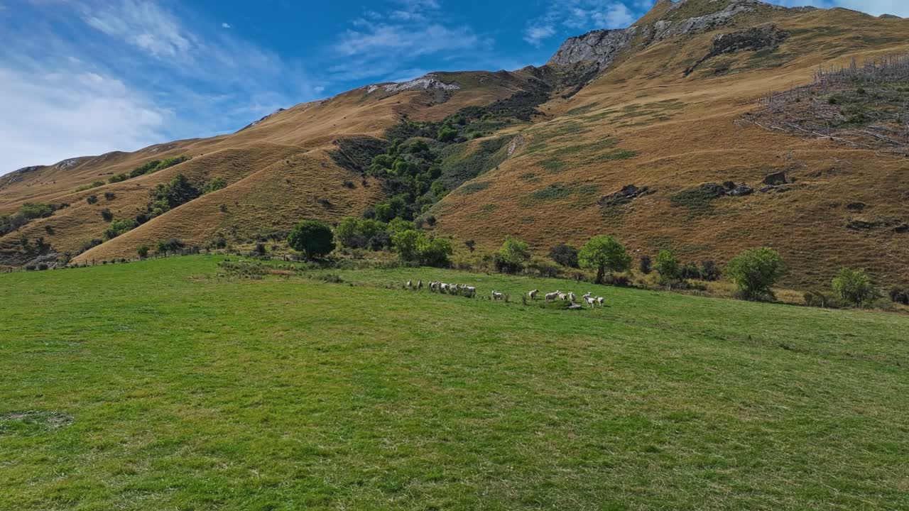 órbita panorámica alrededor de un rebaño de ovejas que pastan en la ladera de una colina en nueva zelanda