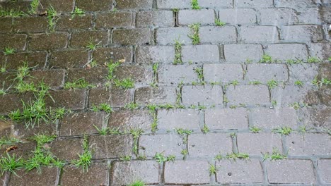 rain on a stone pathway with grass, creating a calm and serene mood