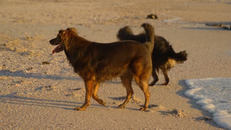 Hunde-Spielen-Am-Strand-4k