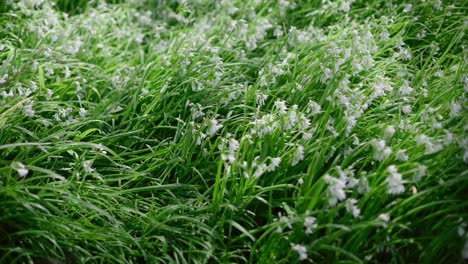 hierba y flores blancas en el viento en el suelo curando