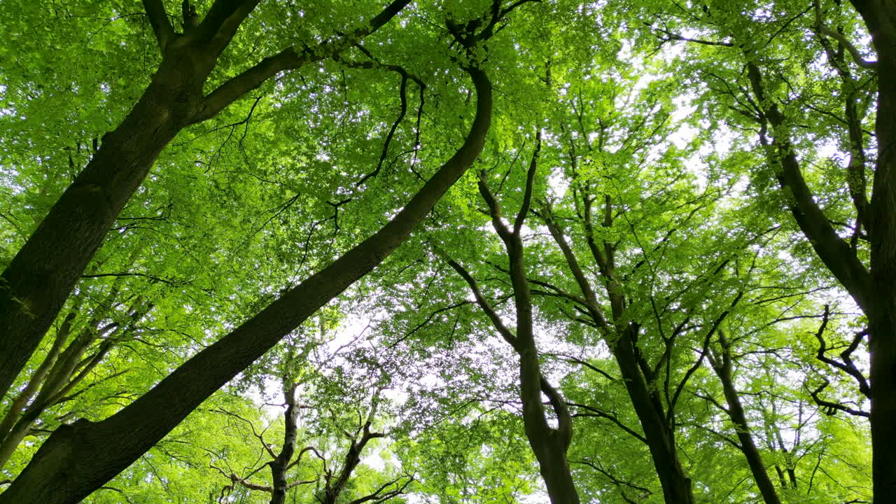 Looking up into the woodland canopy as the trees burst in to full leaf at the end of Spring.  Lush green foliage creates cover in a wood in Worcestershire, England.