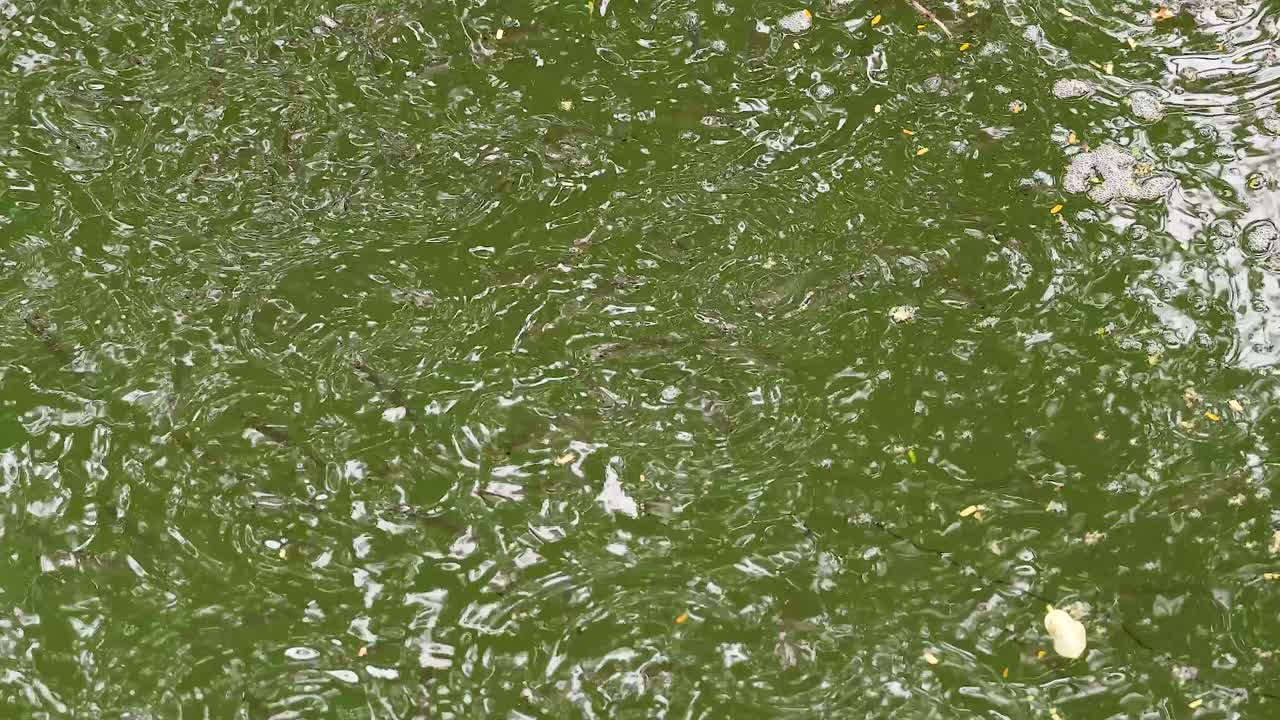 베트남 하노이 의 녹색 물 에서 수영 하는 물고기