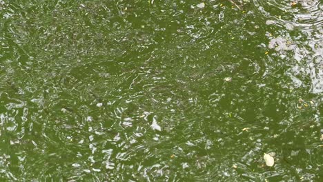 peces nadando en aguas verdes en hanoi, vietnam