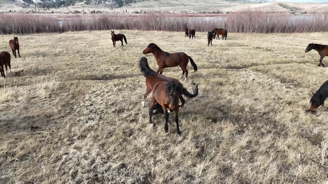 Uma vista aérea de 2 Mustangs selvagens empinando um contra o outro