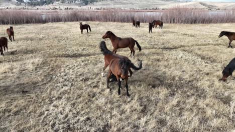 an aerial view of 2 wild mustangs bucking each other