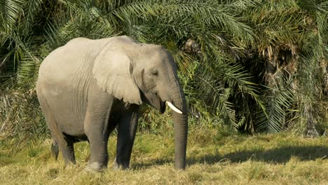 close up of an elephant feeding in front of palm leaves at amboseli