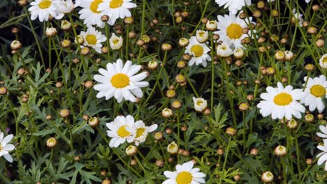 primer plano de una flor